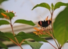 North Somerset Butterfly House November 2015